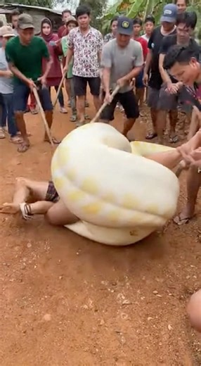 Hey‼️ An albino python devoured something! Everyone's scrambling to help... so many legs sticking...