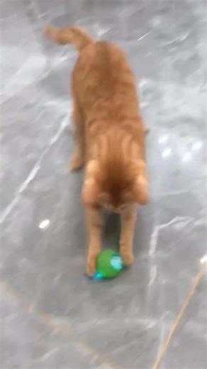 Creating Unforgettable Moments with Interactive Rolling Ball. Want one? Check the comment section! | Love for Cats