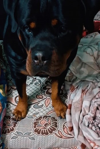‏#مصر_الامارات_السعوديه #semba #تيته #ti̇ktok #rottweiler