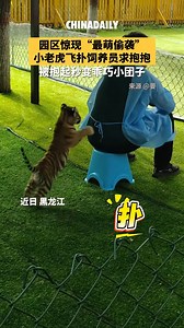 557K views · 2.7K reactions | Cutest sneak attack at zoo: tiger cub pounces on keeper for hug, instantly turns into an obedient little fluff ball when picked up. (Source: China Daily) | China News 中国新闻网 | Facebook