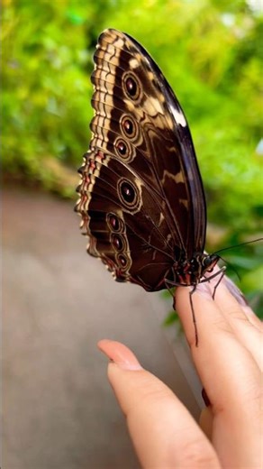 A Garden Alive with Butterflies#butterfly #farm#magic#beautiful#