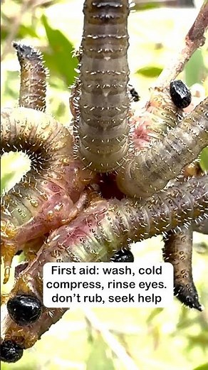 🎥 Spitfire Larvae: What to Do If You Touch These Bristly Grubs