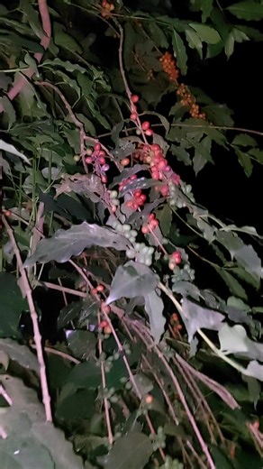 The coffee plant are woody evergreens that can grow up to 10 meters tall when growing in the wild. #coffeeplant #highlighteveryone @highlight | Elvie Tallang