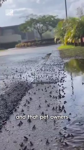 95K views · 1.8K reactions | Turn away if you have any froggy fears...  A baby cane toad invasion has descended upon the streets of Tugun, with residents calling for help to eradicate the invasive species. #9News | WATCH LIVE 5.30pm | 9 News Gold Coast | Facebook