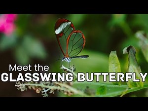 The Enchanting Glasswing Butterfly Nature's Transparent Wonder