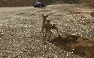 :O deer stuck in the mud saved | Pictures & Videos Global