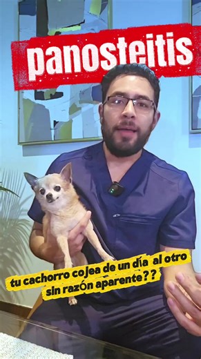Panosteitis en cachorros: Causas y soluciones