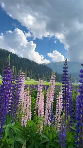 Kashmir in Spring looks INSANE 🌷 #kashmir #spring #nature