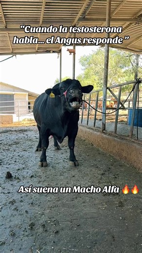 Angus: Poder Genético y Testosterona en Guatemala