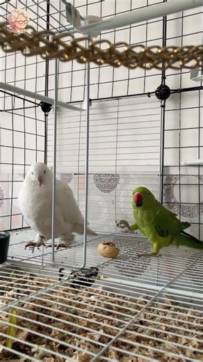 Green Parrot & White Pigeon 2 Relax #shorts