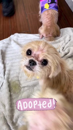 Starting their new lives! ❤️🥹 We’re so happy to share that all of our rescued Shih Tzus have been adopted to loving homes! 🙌 We were overwhelmed by the number of wonderful people that wanted to open their hearts and homes to these dear souls! It was very emotional, but everyone left with a smile, knowing these dogs would never suffer again ❤️ Happy Friday! 😄 If you would like to offer one of our amazing pets a lifetime of love, please fill out a pre-adoption application (link in bio) and come