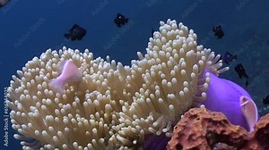 Underwater anemones and clown fish are stunning sight. Anemones provide shelter and protection for clownfish, as their stinging tentacles ward off potential predators.