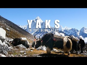 Yak in the Himalayas || Yaks || Nepal || Himalayan Transportation