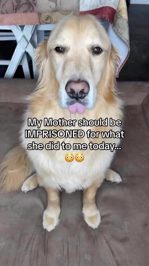 Who can SAVE Buddy from the CIRCLE SUCKER?! #funnydogvideos #vacuum #goldenretriever #funnydogstory #dogproblems #dogcomedy | A Golden and Fam