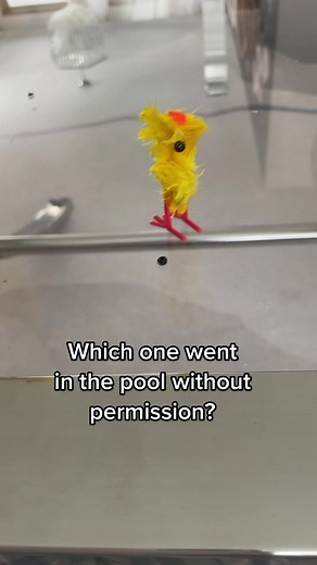 Which Chick Went in the Pool? #SirCheepintonTheChick
