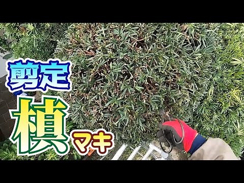 【植木】マキの剪定【やきち流】