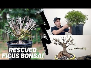 Rescued Ficus get its first styling | The Bonsai Supply