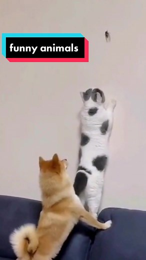 funny animals clips (@animals.clips)’s videos with Originalton - funny animals clips