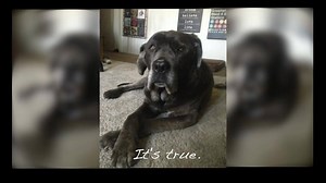 STORY OF 'O - THE MOVIE One of our amazing volunteers put this together last night after seeing our story on Daddy'O. Enjoy and share. And if you like what we do, don't forget to donate and fundraise for us at https://crowdrise.com/bmf-savingpets2015 Thanks to all of you who have donated, we're still in the running with two weeks to go! | Bill Foundation
