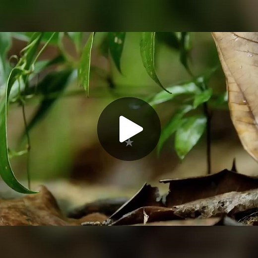 A fun fact about the rusty-spotted cat is that it holds the title of being the world's smallest wild cat species! These adorable felines are native to the Indian subcontinent and are known for their petite size, measuring only about 35 to 48 centimeters (14 to 19 inches) in length, excluding the tail. They typically weigh between 0.9 to 1.6 kilograms (2 to 3.5 pounds), making them smaller than many domestic cat breeds. Despite their small stature, rusty-spotted cats are agile hunters and are kno