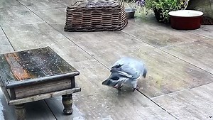 9.4K views · 2.5K reactions | Yoo Hoo anyone home? Blimey even Percy the Pigeon is badgering me now   ❤️ | Mr Lumpy & Friends. | Facebook