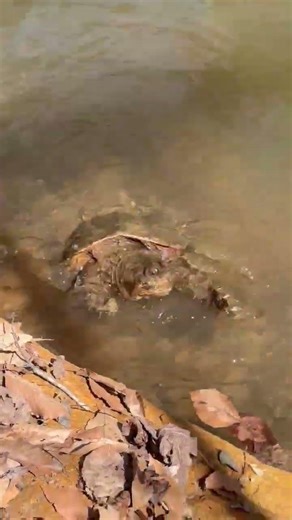 caught a snapping turtle at our creek!!! #shorts #fishing #creekfishing #snappingturtles #fyp