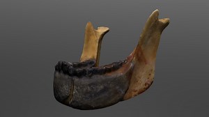 Australopithecus afarensis Mandible - 3D model by UCFanthropology
