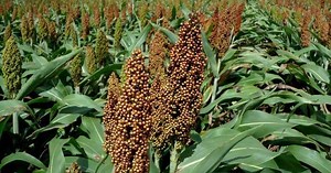 Wheat and sorghum: the agricultural experiment with which Guantánamo is trying to dodge the food crisis