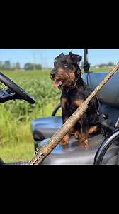 #deutschjagdterrier #jagdterrier #germanhuntterrier #germanhuntingterrier #workingterrier #versatiledogtrainer #hunting #versatilehuntingdog #gundogtrainer #huntingdog | Briarwoods GunDogs
