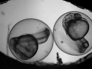 Fish Embryonic Development-flat beat
