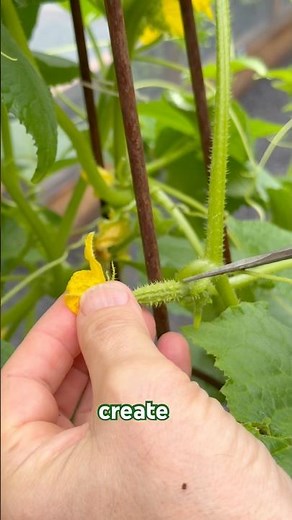 Are there male and female cucumber flowers & why is it important to distinguish the difference?