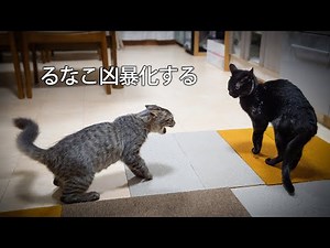 【猫】山で拾った猫 るなこ成長記録 先住猫ジジ子と会って2週間