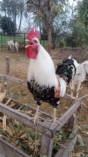 rooster wake up alarm sound #goat #chicken #shorts