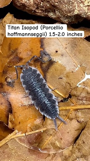 Titan Isopod #nature #isopod #shorts #insects #pillbugs #bugs #titans