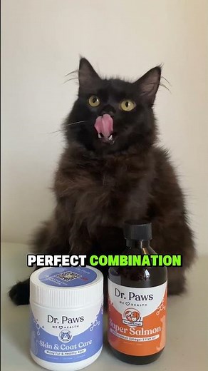 Cat Itching, Dry Skin & Wounds? Here’s What Finally Worked