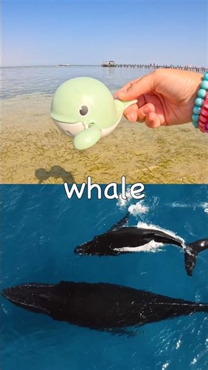 Learn Sea Anima Names for Kids: Whale Saw Shark Stingray Turtle Blue Whale #HolidaysWithYouTube