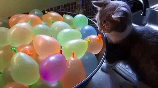 Cat Popping Water Balloons Funny Video - Funny Videos Of Cats