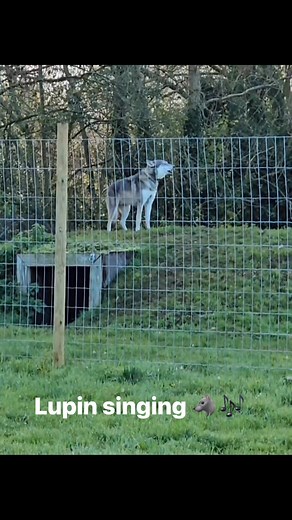 Howling 🎶 #wolf #dog #howl | Wild Mind Well-Being