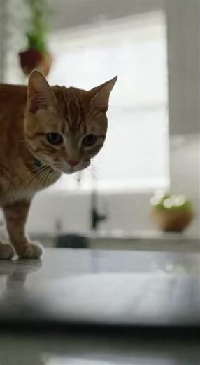 Cat Destroys Laptop in Seconds!