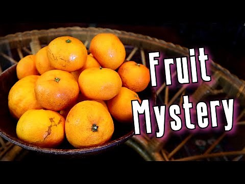 SATSUMA - The Incredible History Behind New Orleans' Favorite Fruit - Weird Fruit Explorer