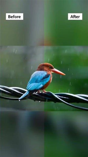 How I edited this Kingfisher RAW photo!#shorts #wildlifephotography #photoediting #photoshop