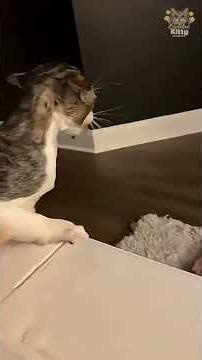 The Hilarious Battle: Cat vs H2O