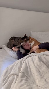 Une morning routine avec des chats, c'est : ⏰ Se laisser réveiller par les doux miaulements ou les légers coups de patte de votre chat, signes d'affection et d'attention. 💕 Profitez de quelques instants de tendresse et de chaleur sous la couette avec votre félin en échangeant des caresses et des ronronnements réconfortants. On valide ? 😻 🎥 @marleymalin #feliway #bienetrechat #routine #morningroutine #catlife #viedechat #chat #cats #cat #catlove #amourdechat | Feliway, Conseils pour chats