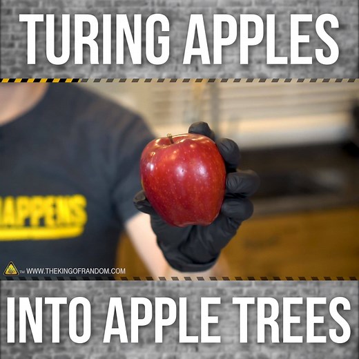 You can count the number of seeds in an apple, but you can’t count the number of apples in a seed. | The King of Random