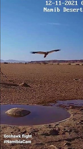 Pale chanting goshawk flying over cam