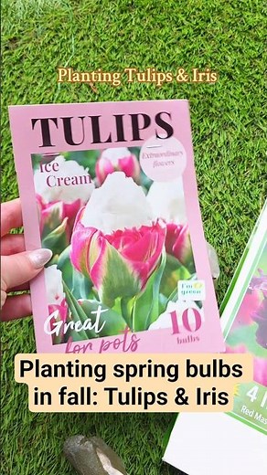 Planting spring bulbs in fall: Tulips & Iris