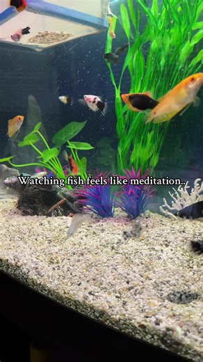 Aquarium Fish for Pure Relaxation and Mindfulness