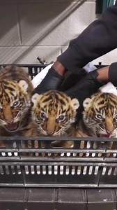 A little tiger! 🐯 In the dense jungle, where the emerald leaves whispered secrets to the wind, there lived a tiny tiger. His name was Zara, which meant “little star” in the ancient language of the forest. #littletiger #tiger #alonetiger #lovemtiger #Kingtiger #lovebabytiger | Life Time Wild