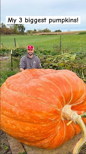 3 Biggest Giant Pumpkins! {Check them out!} #pumpkin #gardening #2025goals #farming #giantfruits