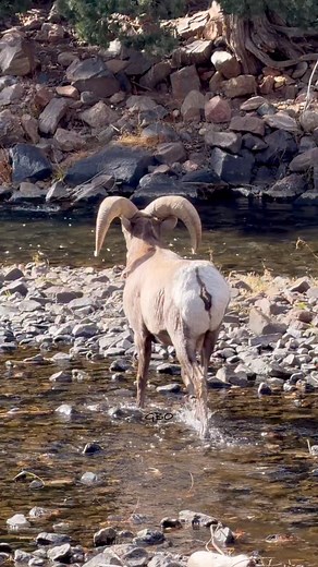 Ram crossing! #photography #wildlife #nature #reels #foryoupageシ #ram #bighornsheep #wildanimals | Good Bull Guided